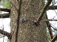 Twitching The Nuthatch